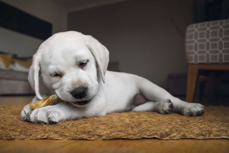 fehér labrador rágókák Bikakorbács kutyáknak