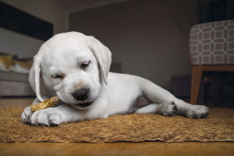 Ochsenziemer für Hunde