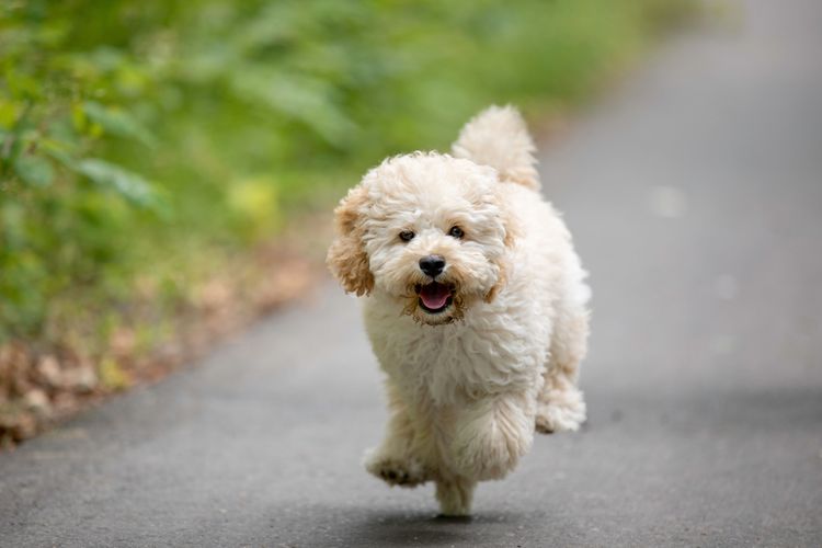 Hund, Säugetier, Wirbeltier, Hunderasse, Canidae, weißer Maltepoo, Durch Kreuzung mit Malteser ist es eine Art Zwergpudel, Pudelkreuzung, Hund ähnlich Zwergpudel, Kein Cockapoo sonder ein Maltesermischling mit Pudel, Pudelmix, Lockiges Fell in weiß, cremefarbener kleiner Hund