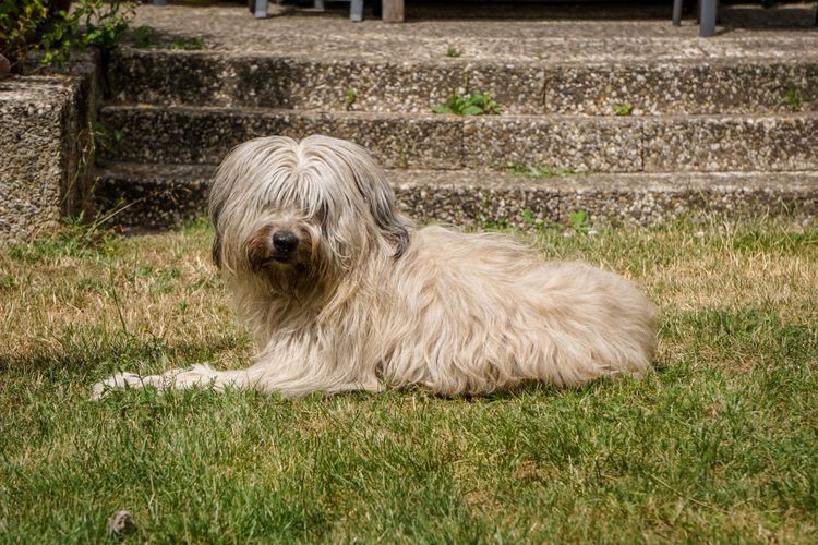 weißer Schafspudel liegt auf grüner Wiese Hund, Säugetier, Wirbeltier, Hunderasse, Canidae, Fleischfresser, Terrier, weißer Schafspudel liegt auf grüner Wiese vor Treppe