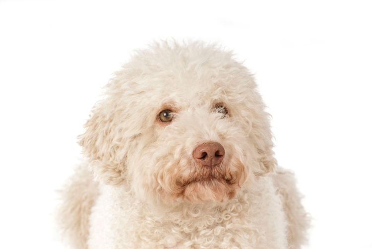 Hund, Säugetier, Wirbeltier, Canidae, Hunderasse, Fleischfresser, weißer Lagotto romagnolo, Sporting Group, Rasse ähnlich Labradoodle, Barbet, Trüffelsuchhund