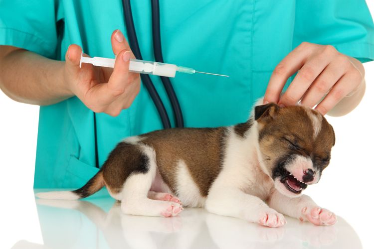 犬、哺乳類、イヌ科、子犬、犬種、肉食動物、獣医、ブルドッグ、手、コンパニオン・ドッグ、若い犬が注射を受ける、子犬が予防接種を受ける、犬の最初の予防接種