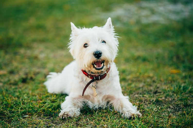 緑の草原に寝そべるスコットランドのウエストハイランドホワイトテリア、立ち耳の白い小型犬、テリア犬