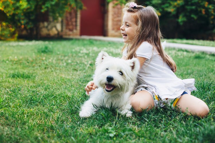 Mädchen und kleiner weißer Hund, Westhighland White Terrier aus Schottland, schottische Hunderasse, kleiner Familienhund mit Stehohren