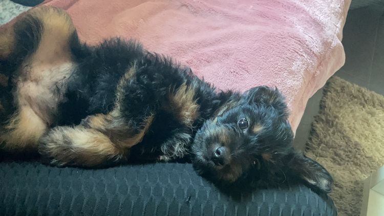 Yorkiepoo Welpe, Mix aus Yorkshire Terrier und Pudel, hybride Rasse, hypoallergene Rasse, kleine Hunderasse für Anfänger, Hund für Hundehaarallergiker