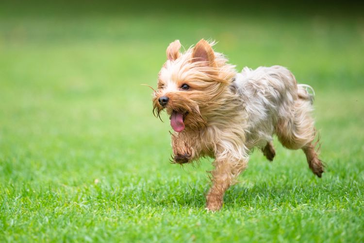 Hund, Säugetier, Wirbeltier, Hunderasse, Canidae, Yorkshire Terrier mit langem Fell, Hund läuft über Wiese, kleiner brauner Hund, Hund ähnlich Malteser