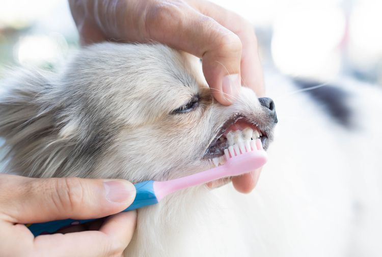 Zahnstein beim Hund wegputzen