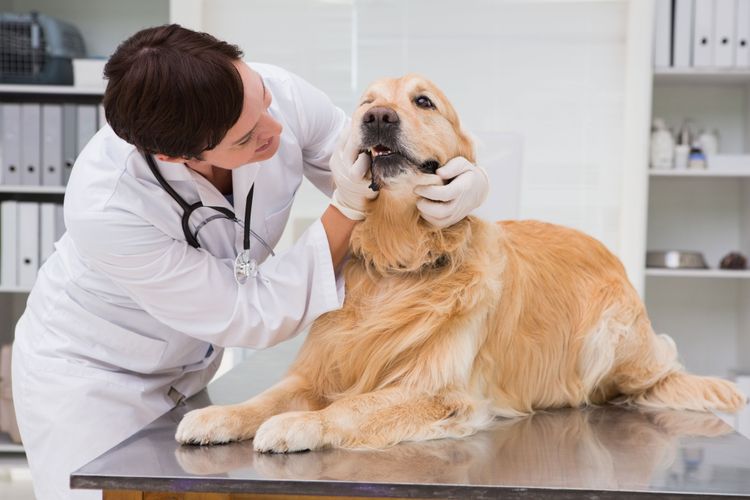 Zahnstein Kontrolle beim Tierarzt Hund