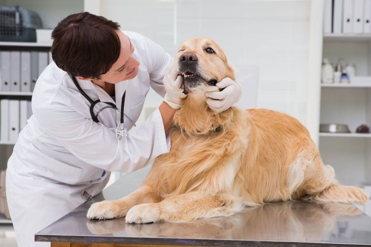 Chien, mammifère, canidés, golden retriever, race de chien, chien de compagnie, retriever, carnivore, groupe sportif, hovawart, contrôler le tartre chez le chien, le vétérinaire examine les dents du chien, grand chien blanc, chien jaune, chien doré à poil long