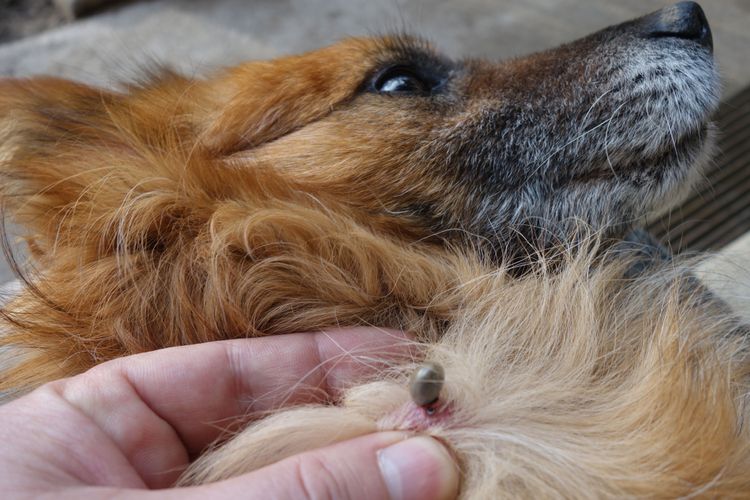 Hund, Canidae, Hunderasse, Fleischfresser, Schnauze, Begleithund, australischer Terrier, Norwich Terrier, Terrier, Welpe, Hund mit langem Fell hat einen Zecken am Hals, Hund mit Zecke, Zeckenbiss beim Hund