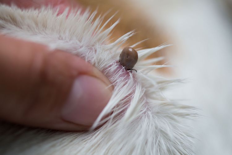 Insectos en el perro, garrapatas en el pelo del perro, la temporada de garrapatas es mala para los perros