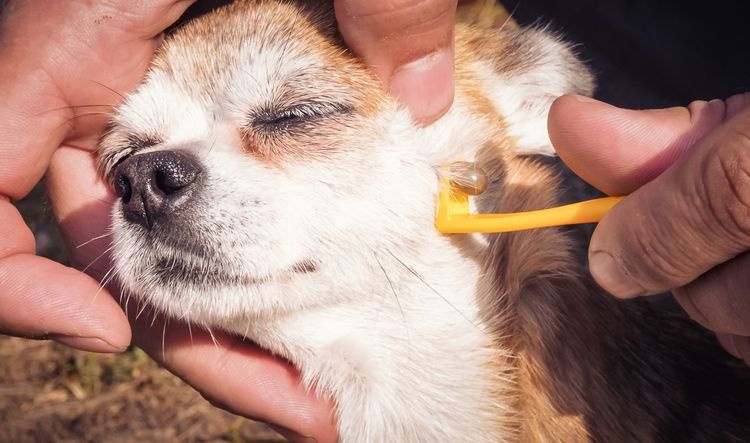 Mammifère, chien, canidés, race de chien, chiot, nez, amour de chiot, peau, oreille, œil, enlever une tique chez le chien, le petit chien blanc a une tique sur le visage et doit l'enlever avec une pince à tiques