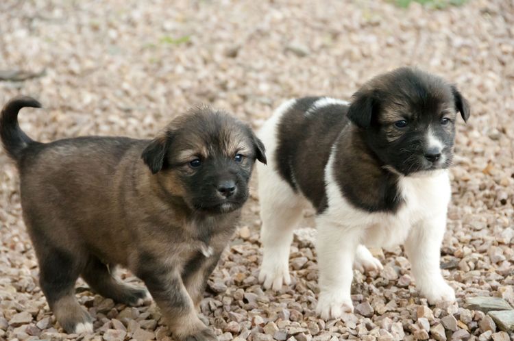 Hund, Säugetier, Wirbeltier, Hunderasse, Canidae, Fleischfresser, Welpe, Seltene Rasse (Hund), Karpatenhirtenhund, Zwei Aidi Welpen stehend auf Kies