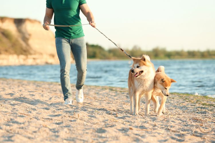 Le deuxième chien apprend à connaître le premier