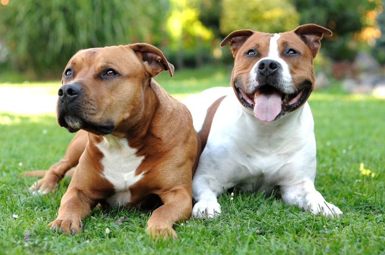 zwei braun weiße American Staffordshire Terrier Hund, Säugetier, Wirbeltier, Hunderasse, Canidae, Fleischfresser, amerikanischer Staffordshire-Terrier, Staffordshire-Bullterrier, Begleithund, zwei braun weiße American Staffordshire Terrier