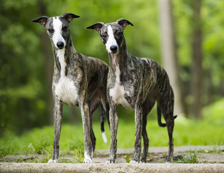 Hund, Säugetier, Wirbeltier, Canidae, Hunderasse, Whippet, Fleischfresser, Windhund, zwei graue Whippet stehen auf Erde