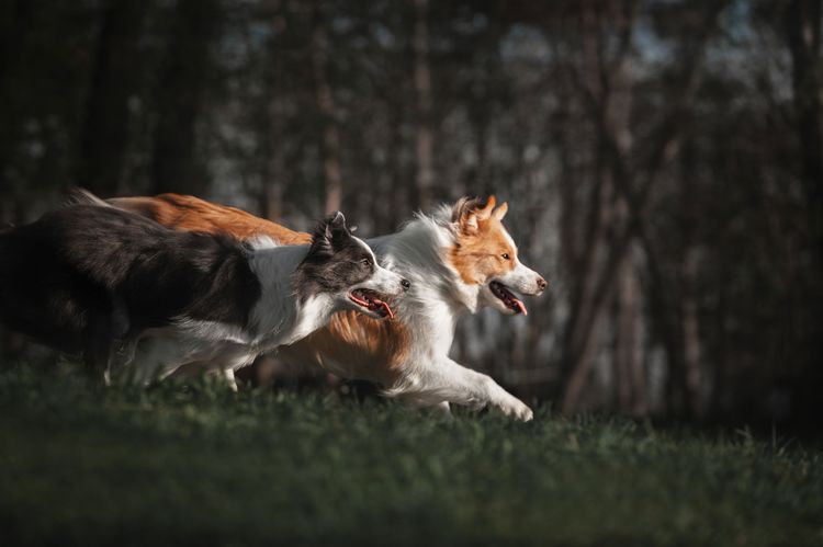 mammal, vertebrate, dog, canidae, dog breed, carnivore, collie, two boarder collie running across meadow in forest