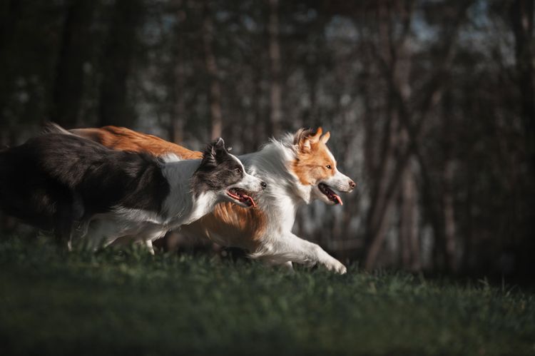 mammifère, vertébré, chien, canidé, race de chien, carnivore, collie, deux collie boarder courant dans un pré en forêt