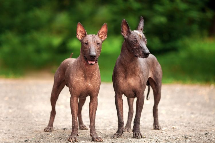 Zwei Xoloitzcuintli (kurz: Xolo) im Wald Zwei Xoloitzcuintli (kurz: Xolo) im Wald