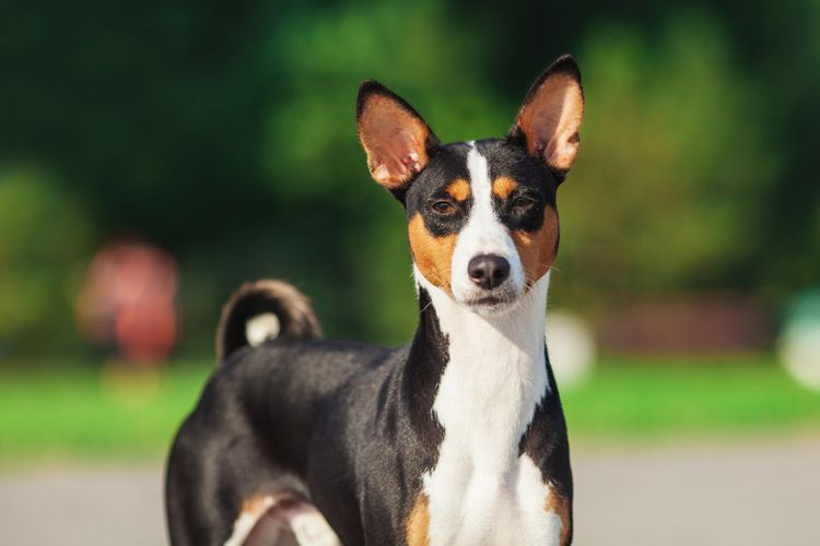 Horizontal portrait of Basenji breed dog with short hair in tricolor black, white and red color, standing outdoor with green background in summer.
