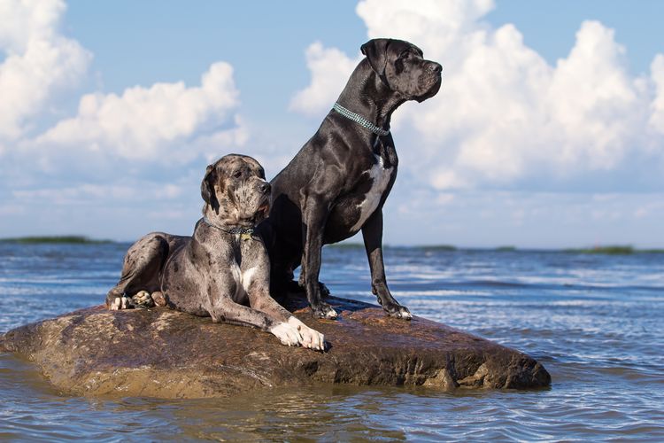 Two Mastiff dogs on a rock in the sea