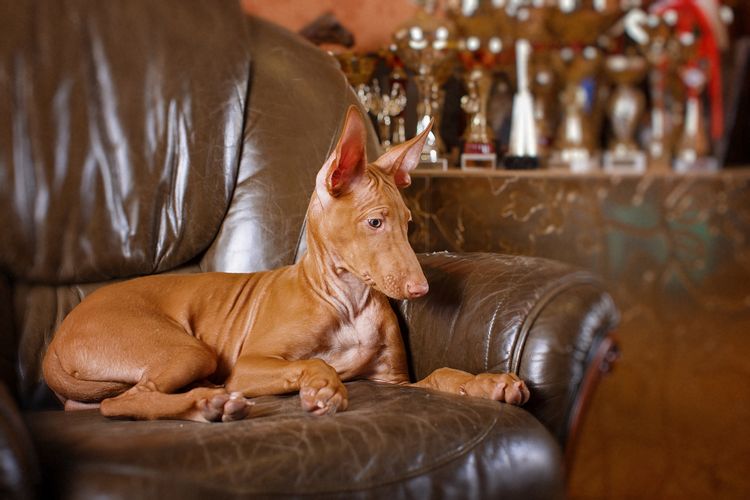 Pharaoh dog front view on stone wall background