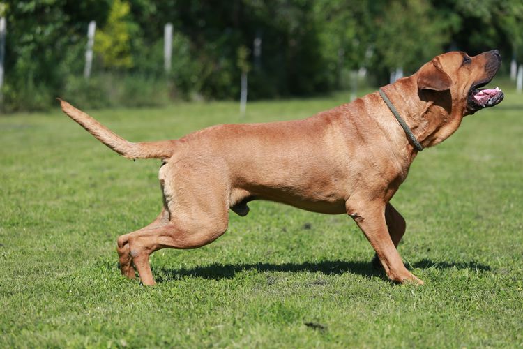 Japanese fighting dog Tosa Inu in greenery