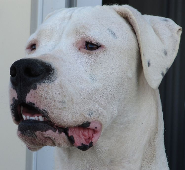The Dogo Argentino is an impressive, large, white and muscular dog that was developed in Argentina primarily for hunting big game, such as wild boar and pumas. The Dogo Argentino is a good guard dog and devoted family dog.