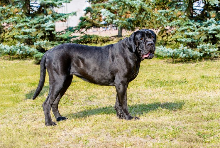 Cane Corso un-cropped. The Cane Corso without tail docking and ear cropping stands on the green grass in the park.