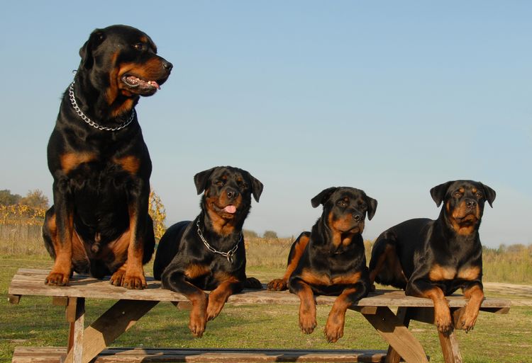 Four watchful dogs: family with purebred Rottweilers