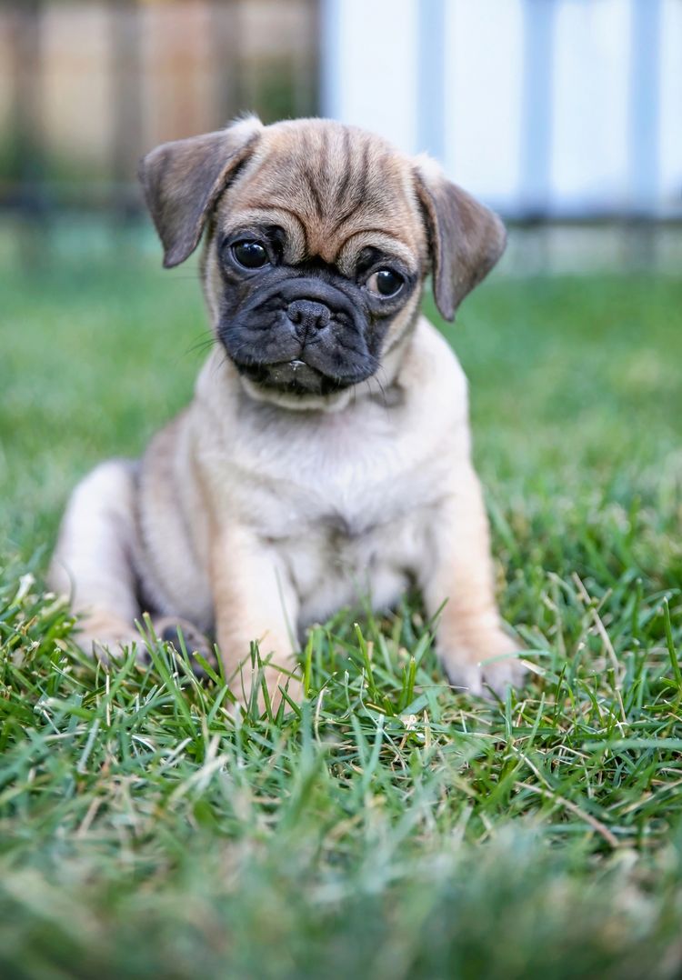 Cute pug chihuahua mix named Chug playing on a green lawn