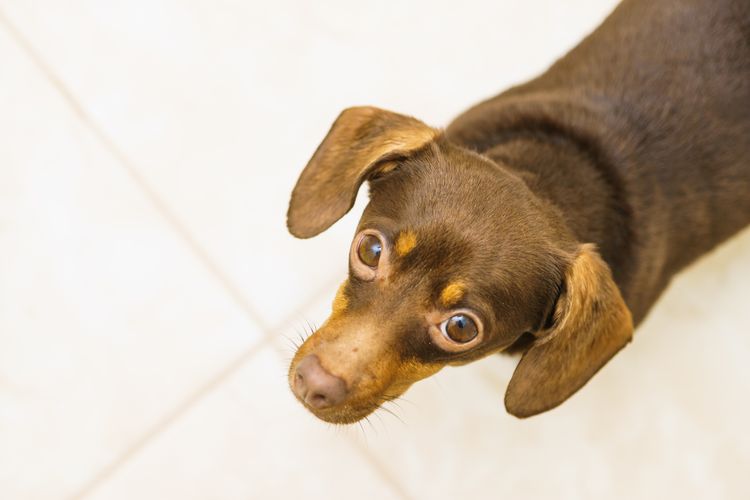 Animals at home. Close up Dachshund Chihuahua and Shih Tzu mixed breed dog portrait interior view from above.