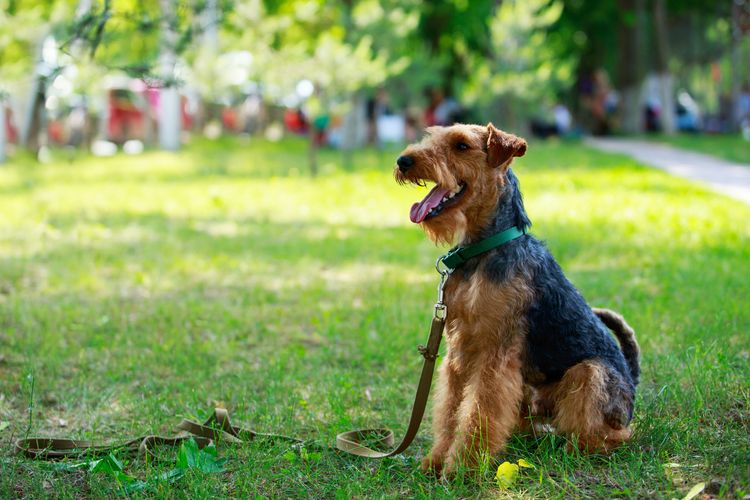 Dog breed Welsh Terrier in the park