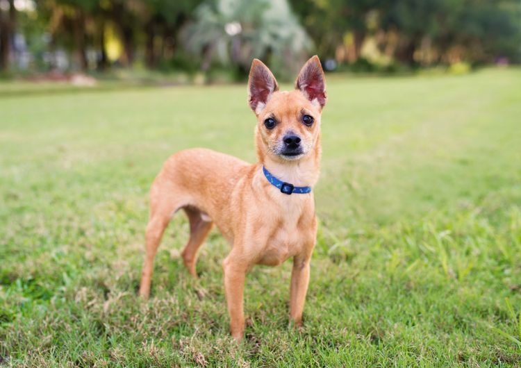 Deer Head Chihuahua outdoors, at sunset. Beautiful little dog.