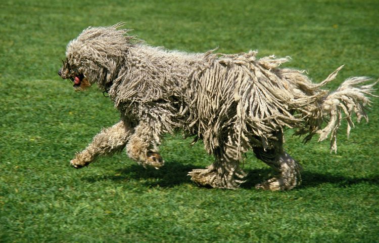 KOMONDOR DOG, ADULT, RUNS ON GRASS