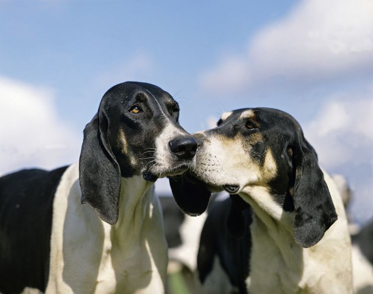 Large Anglo French white and black hunting dog portrait against blue sky