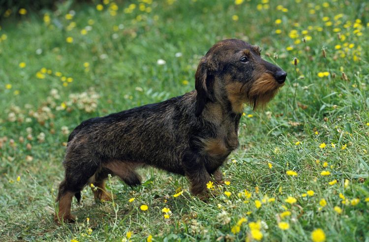 Wirehaired dachshund, male with yellow flowers