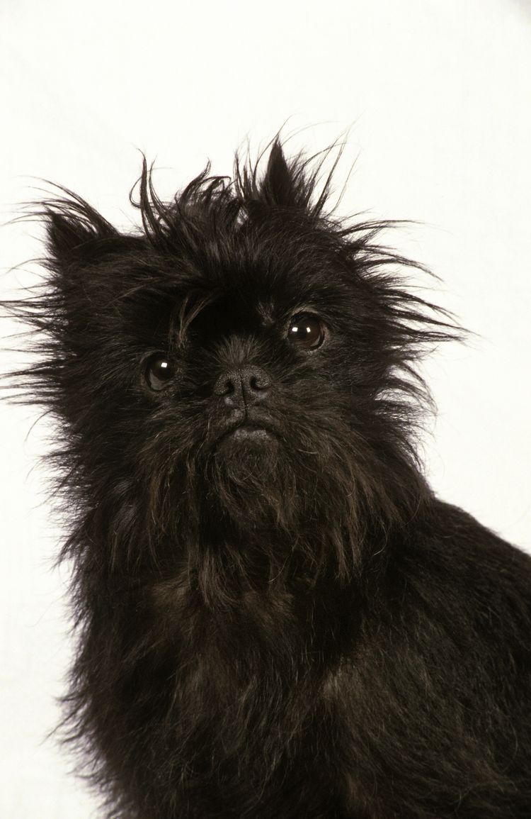 Affenpinscher dog, portrait of adult against white background