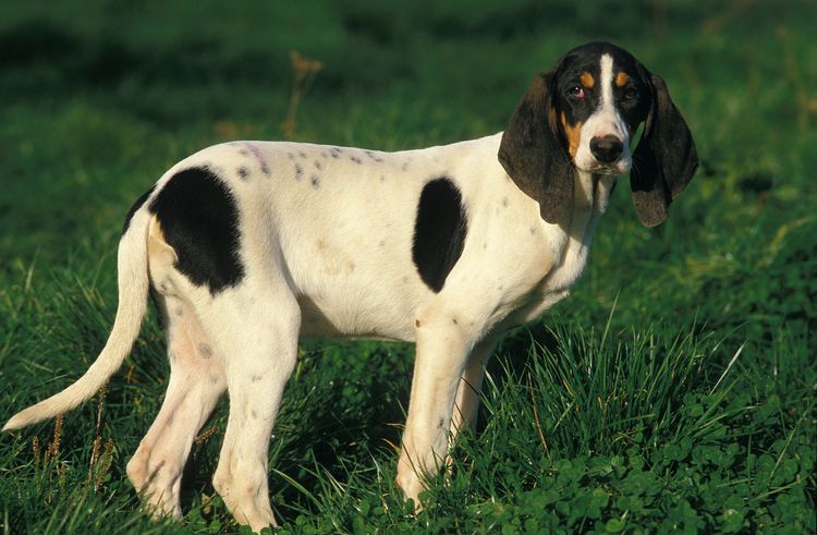 Ariegeois Hound, dog standing on grass