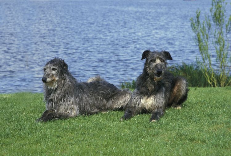Scottish Deerhound, dogs lying by the water