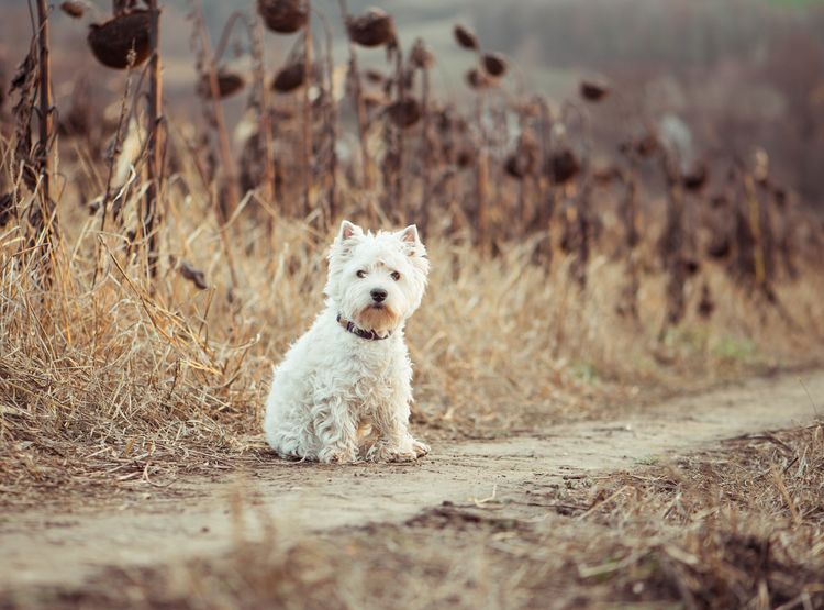 Small dog walks on the autumn field