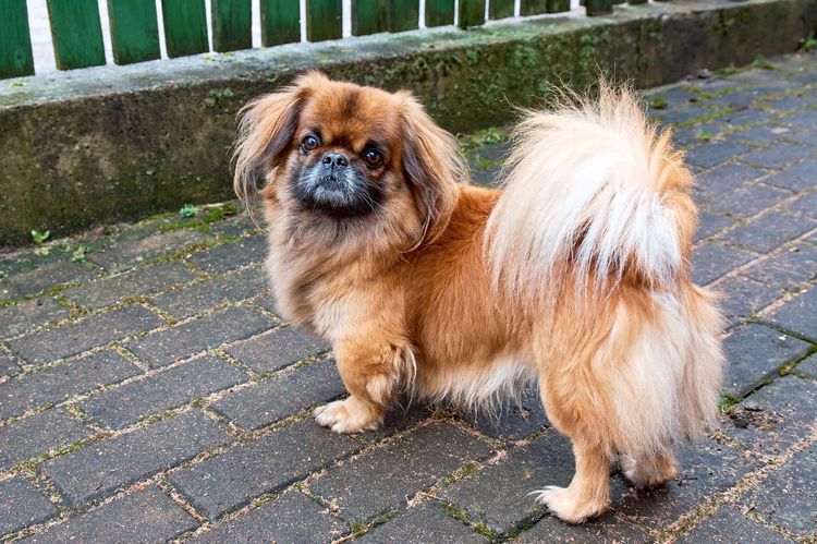 Pekingese, also called lion dogs, are an ancient breed of dog that bears a resemblance to Chinese guardian lions when sitting on the ground.