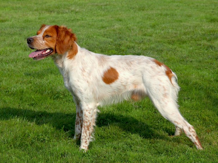 Spotted Brittany spaniel dog in a garden