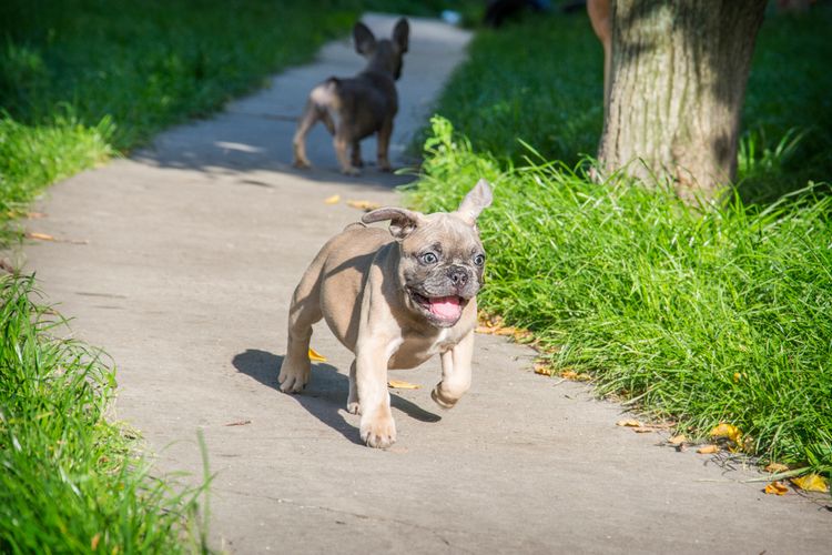 In the summer, on the grass paths, a small puppy of the French bulldog.