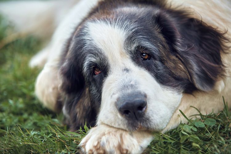 Dog breed Pyrenean suit lying on the grass