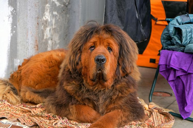 Tibetan Mastiff dog lying on the carpet and looking at the camera. Tibetan Mastiff puppy with red color in close up. The big brown dog is resting on the carpet.