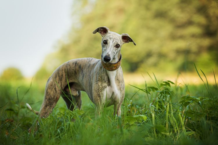 Whippet dog on a meadow