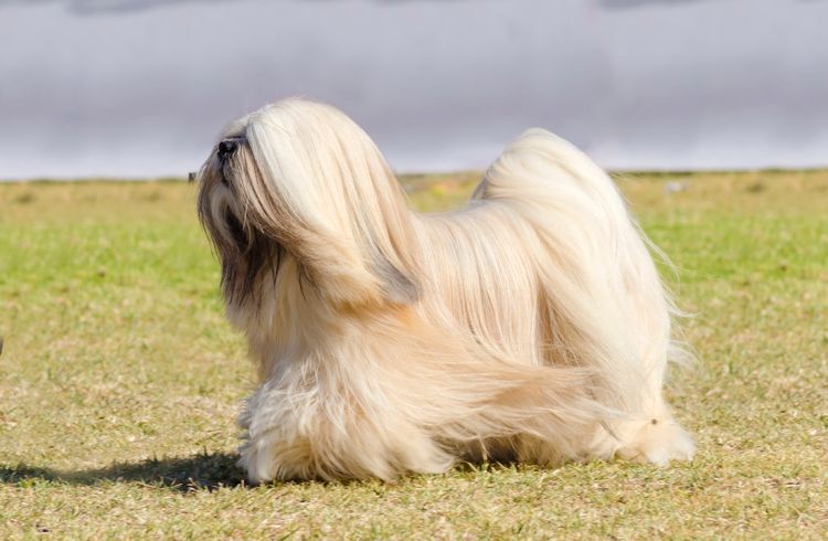 A small young light brown, fawn, beige, gray and white Lhasa Apso with long silky coat that walks on the grass. The long-haired, bearded Lhasa dog has a heavy, straight, long coat and is a companion dog.