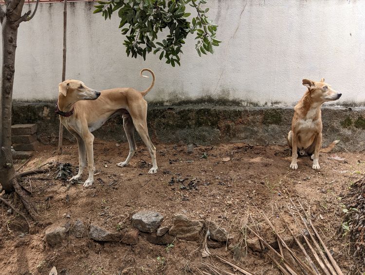 An Indian dog and a Chippiparai are looking in the same direction.