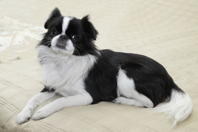 Black and white Japanese Chin, curious and loving